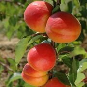Ziraat Şekerpare Kayısı Fidanı Tüplü Aşılı 2 Yaş (90-110 cm) 500 Adet