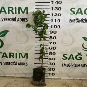Ziraat Şekerpare Kayısı Fidanı Tüplü Aşılı 2 Yaş (90-110 cm) 500 Adet