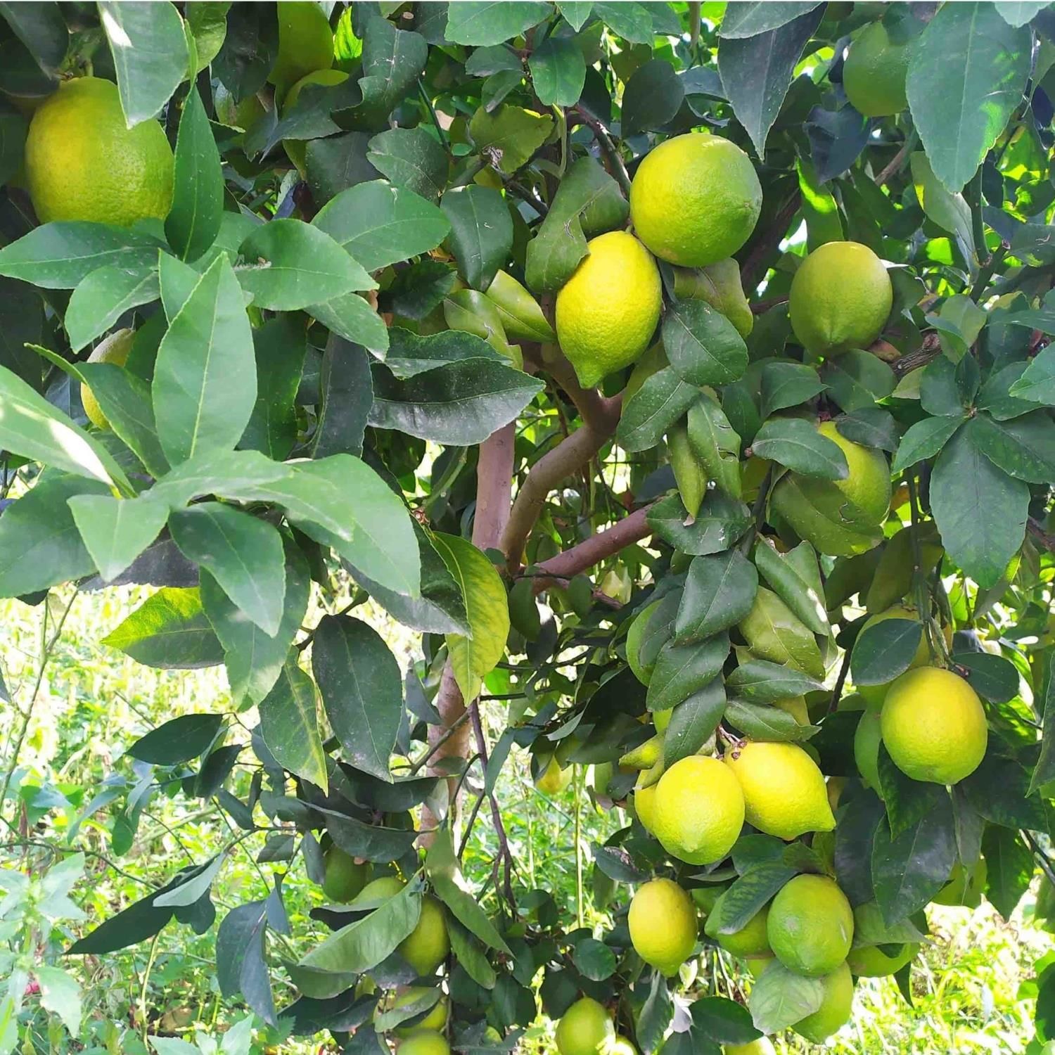 Zagara Bianca Limon Fidanı Sertifikalı Tüplü Aşılı 2 Yaş (90-130 cm) 500 Adet