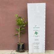 Mayer Limon Fidanı sertifikalı Tüplü Aşılı 2 Yaş (90-120 cm) 500 Adet