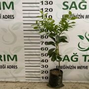 Soğuklara Dayanıklı Yediveren Limon Fidanı Sertifikalı Tüplü Aşılı 2 Yaş (90-120 cm) 500 Adet