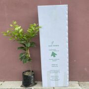 Soğuklara Dayanıklı Yediveren Limon Fidanı Sertifikalı Tüplü Aşılı 2 Yaş (90-120 cm) 500 Adet