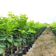 Soğuklara Dayanıklı Yediveren Limon Fidanı Sertifikalı Tüplü Aşılı 2 Yaş (90-120 cm) 500 Adet