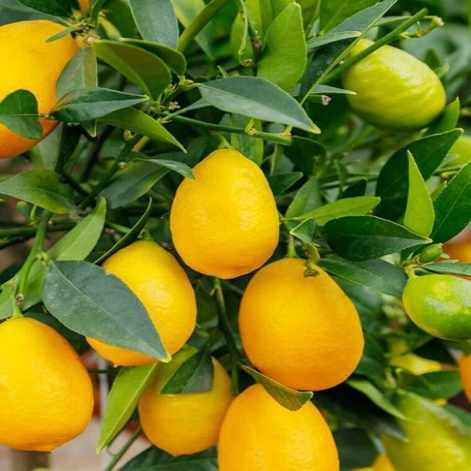 Limequat Limon Fidanı Sertifikalı  Tüplü Aşılı 2 Yaş (70-90 cm) 500 Adet