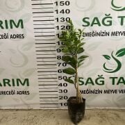 Valencia (Mayıs) Portakal Fidanı Sertifikalı Tüplü Aşılı 2 Yaş (90-120 cm) 500 Adet