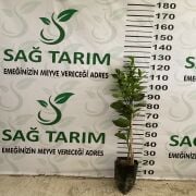 Cara Cara Portakal Fidanı Sertifikalı Tüplü Aşılı 2 Yaş (90-120cm)  500 Adet
