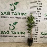 Washington Portakal Fidanı Sertifikalı  Tüplü Aşılı 2 Yaş (90-120 cm) 500 Adet