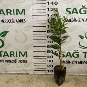 Fukumoto Portakal Fidanı Sertifikalı Tüplü Aşılı 2 Yaş (90-120cm)  500 Adet