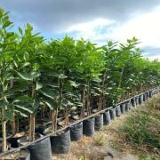 Fukumoto Portakal Fidanı Sertifikalı Tüplü Aşılı 2 Yaş (90-120cm)  500 Adet