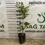 Okitsu Mandalina Fidanı Tüplü Aşılı 2 Yaş (90-120 cm) 500 Adet