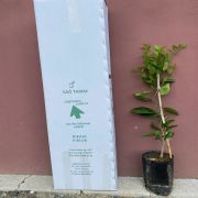 Okitsu Mandalina Fidanı Tüplü Aşılı 2 Yaş (90-120 cm) 500 Adet