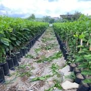 Okitsu Mandalina Fidanı Tüplü Aşılı 2 Yaş (90-120 cm) 500 Adet