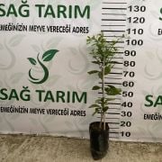 Satsuma (Owari) Mandalina Fidanı Sertifikalı  Tüplü Aşılı 2 Yaş (90-120 cm) 500 Adet