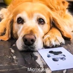 Microcase Mürekkepsiz Evcil Hayvan Kedi Köpek Pati Izi Seti AL4357