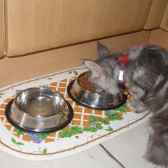Microcase 2 Adet 17 cm 250 ml Kedi Köpek Metal Mama ve Su Kabı - AL3118