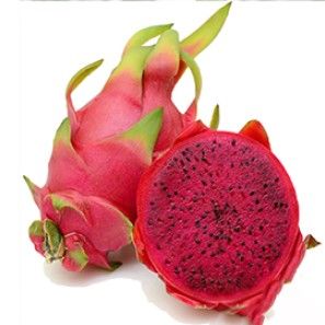 Pitaya Fidanı Yetiştiriciliği