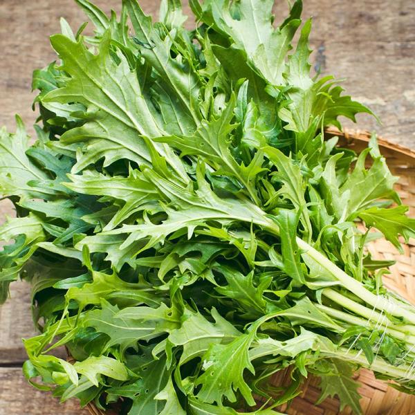 Brassica Rapa Japonica Green Mizuna Fidesi (5 adet)