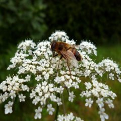 Doğal Anason (Pimpinella Anisum)Tohumu -200 Adet