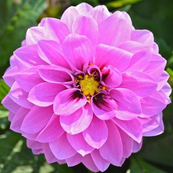 Dalima Midi Malaysia Toz Pembe Dahlia Çiçeği Fidesi (3 adet)