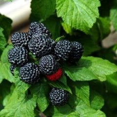 Tüplü Blackberry Siyah Ahududu Fidanı