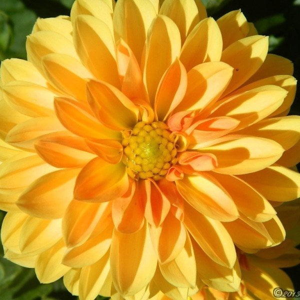 Dalima Midi Orange Paros Dahlia Çiçeği Fidesi (3 adet)