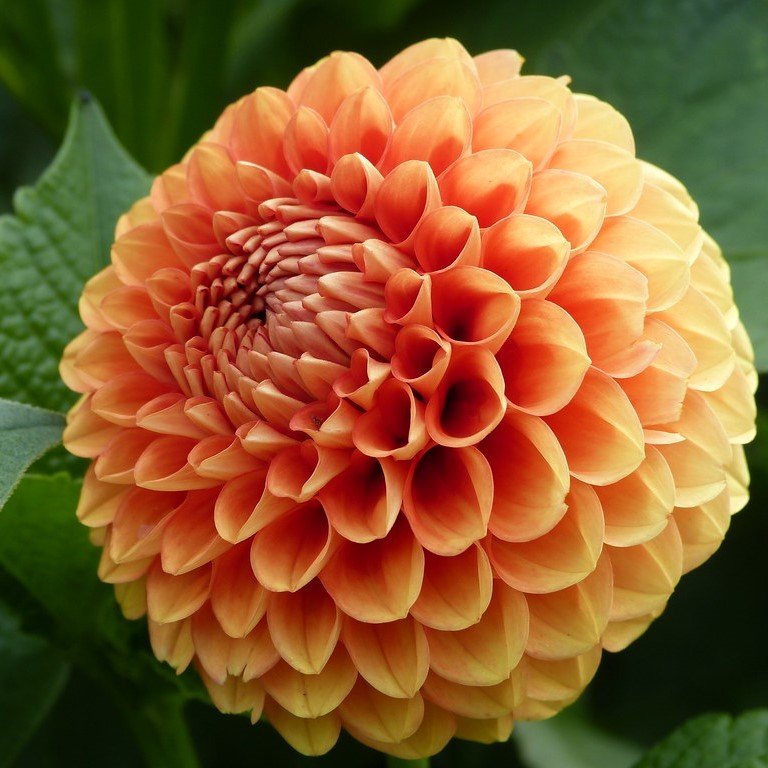 Dalima Midi Turuncu Pinta Dahlia Çiçeği Fidesi (3 adet)