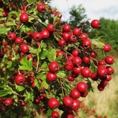 Tüplü Nadir Bulunan Özel Üretim Kırmızı Alıç Fidanı