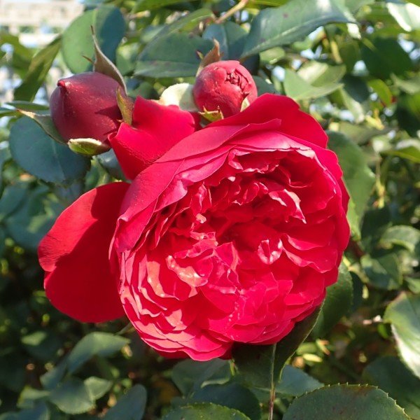 Tüplü Aşılı İri Goncalı Kırmızı Florantina Sarmaşık Gül Fidanı