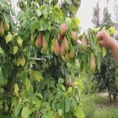 Tüplü Kırmızı Yanaklı Haziran Güzeli Armut Fidanı