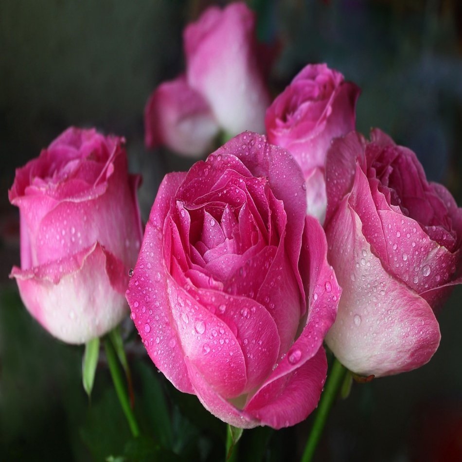 Yediveren Tüplü Nostalji Rose Dot Pembe-Beyaz Gül Fidanı