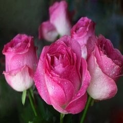 Yediveren Tüplü Nostalji Rose Dot Pembe-Beyaz Gül Fidanı