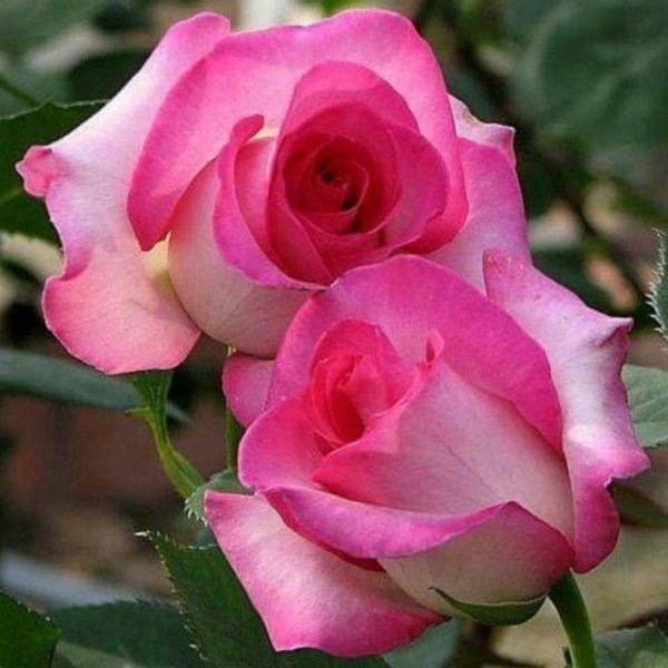 Yediveren Tüplü Nostalji Rose Dot Pembe-Beyaz Gül Fidanı