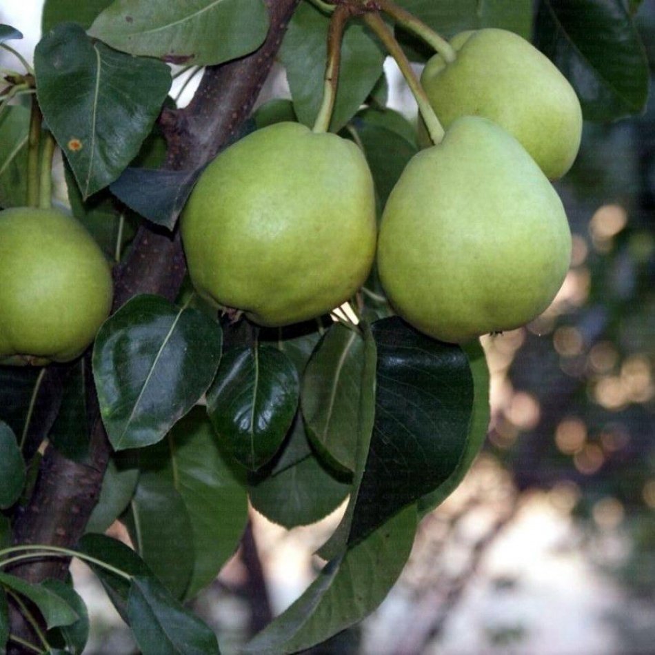 Tüplü Aromalı Bahribey Armut Fidanı