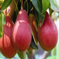 Tüplü Özel Çeşit Starkrimson Armut Fidanı