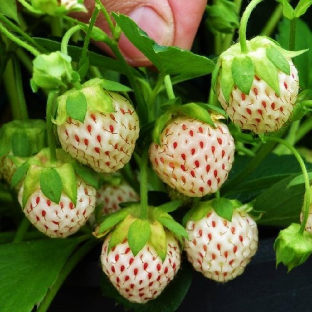 Saksıda Lezzetli Pineberry Beyaz Çilek Fidesi