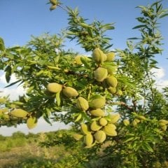 Tüplü Kendine Verimli Bertina Badem Fidanı