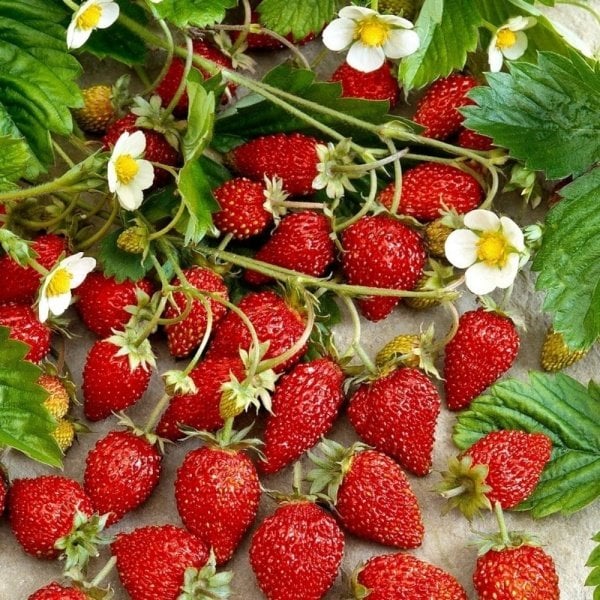 Aromalı Yabani Karadeniz Dağ Çileği Fidesi (5 Adet)