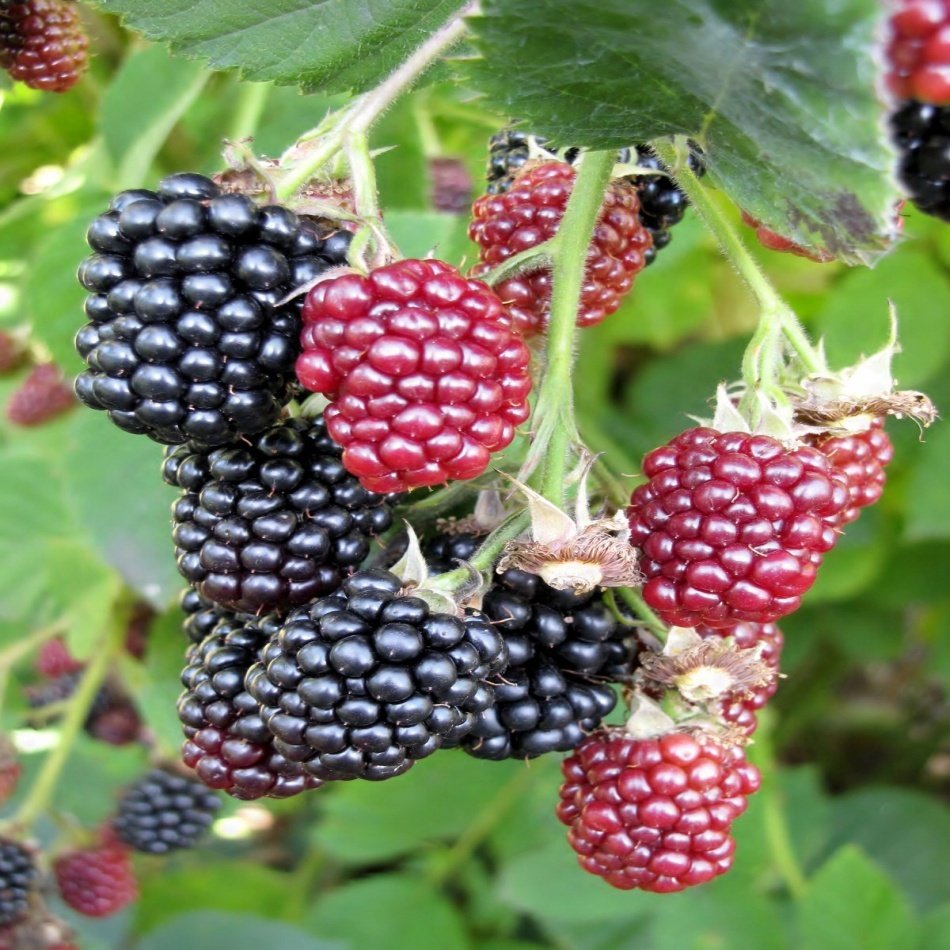 Tüplü Black Aropaho Böğürtlen Fidanı