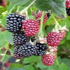 Tüplü Black Aropaho Böğürtlen Fidanı
