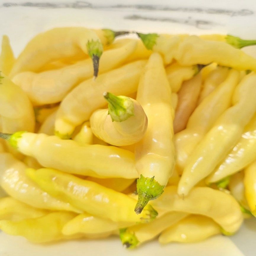 Nadir Ata Tohumları Zehir Gibi Blondie Çok Acı Biber Tohumu  (10 tohum)