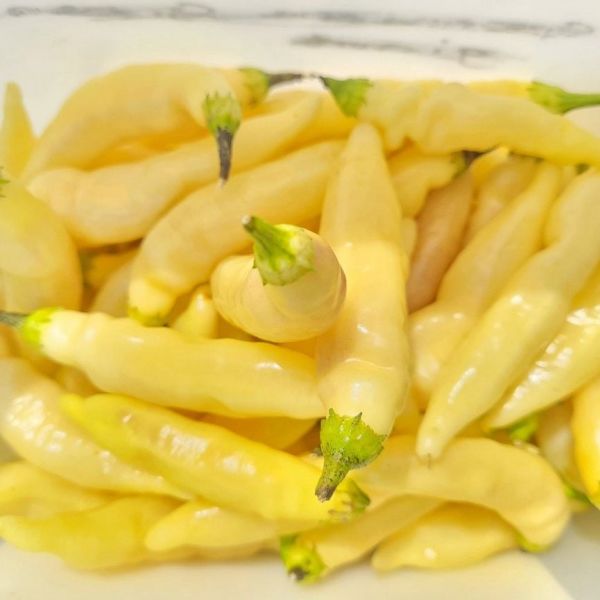 Nadir Ata Tohumları Zehir Gibi Blondie Çok Acı Biber Tohumu  (10 tohum)