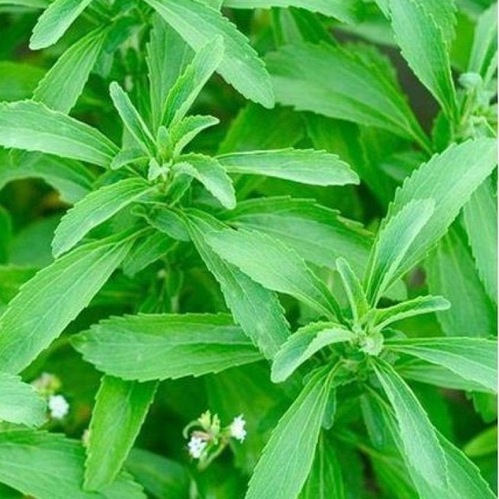 Stevia Şeker Otu Tohumu (100 tohum)