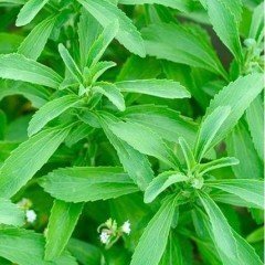 Stevia Şeker Otu Tohumu (100 tohum)