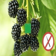 Tüplü Dikensiz Early Fat Böğürtlen Fidanı