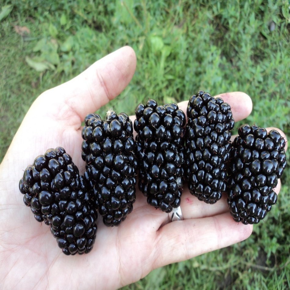 Tüplü Dikensiz Aromalı Jumbo Böğürtlen Fidanı
