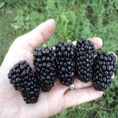 Tüplü Dikensiz Aromalı Jumbo Böğürtlen Fidanı