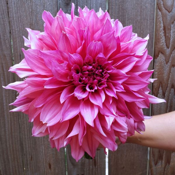Pembe Dahlia Cafe Au Lait Rose Yıldız Çiçeği Yumrusu (1 adet)