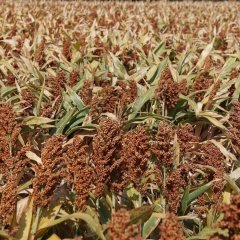 Sorgum Sudan Otu Tohumu-5 Kg