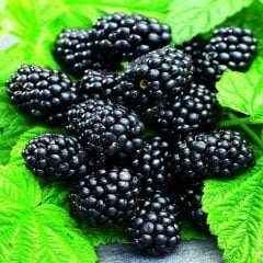 Tüplü Dikensiz Yüksek Verimli Bursa-1 Böğürtlen Fidanı