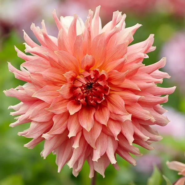 Özel Renk Dahlia Fairway Spur Yıldız Çiçeği Yumrusu (1 adet)